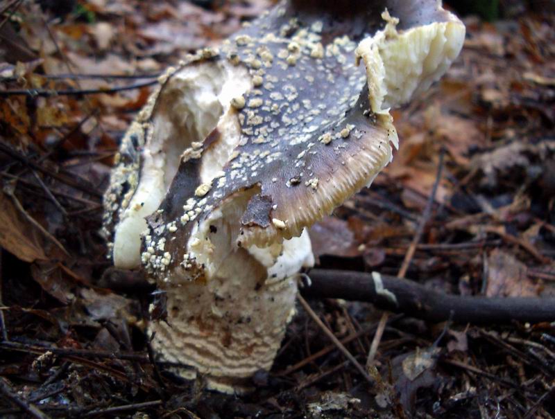 amanita sp.